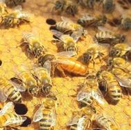 فروش زنبور عسل