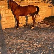 اسب اصیل نژاد کرد