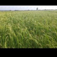 زمین کشاورزی در لولمان کوچصفهان 1000متر