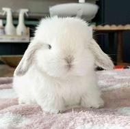 فروش ویژه خرگوش لوپ سوپر فلت مولد و بچه با حجم موی بالا