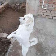 سگ اشپیتزکراس روباهی شناسنامه دار نر واگذاری
