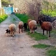 فروش گوسفند با بره( تخفیف پای معامله)
