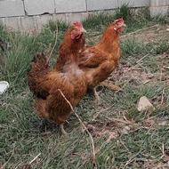 مرغ محلی تخمگذار