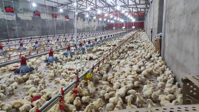   مرغداری گوشتی در گروه خرید و فروش املاک در آذربایجان غربی در شیپور-عکس1