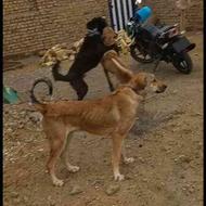 واگذاری سگ سراب و عراقی جفت نر و ماده