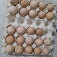 فروش تخم مرغ محلی تازه