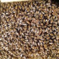 فروش زنبور عسل 7و8و9قاب سرچهان