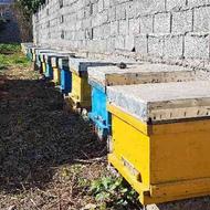 فروش 80 کلنی زنبور عسل