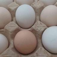 تخم مرغ محلی سالم ومقوی