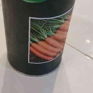 بذر هویج پلمپ