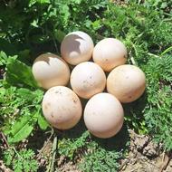 تخم اردک اسراعیلی برای جوجه کشی