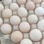 تخم مرغ نطفه دار محلی جهادی با گلین لری مخلوط