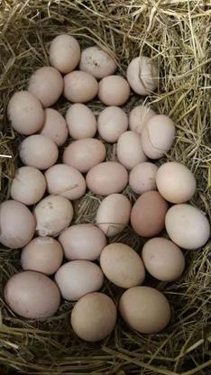 فروش تخمه مرغ لاری در گروه خرید و فروش ورزش فرهنگ فراغت در مازندران در شیپور-عکس1