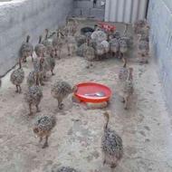 340 عدد نیمچه شتر مرغ یک ماهه جزیی و عمده