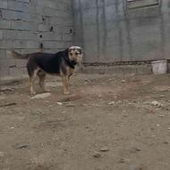 واگذاری سگ الابای کاعو