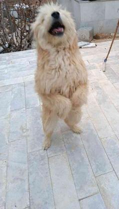 واگذاری سگ خانگی پشمالوبگیر پاپی نیست در گروه خرید و فروش ورزش فرهنگ فراغت در اصفهان در شیپور-عکس1