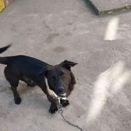واگذاری سگ پاکوتاه شناسنامه دار واکسن زده یک ساله