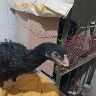 مرغ لاری اصیل افغانی نسلدار