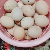 تخم مرغ محلی