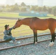 مشاوره ،خرید فروش سواری کشش پانسیون درمان هندلری بدنسازی اسب