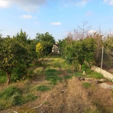 فروش باغ 1000 متر در مشهدی کلا