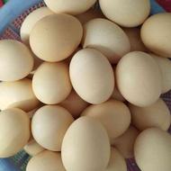 تخم مرغ روستایی