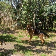 واگذار سگ ژرمن شولاین نر سالم تربیت شده 3 ساله