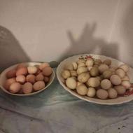 تخم مرغ اردک اسراییلی از نژاد عالی