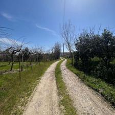 فروش زمین کشاورزی 5000 متر