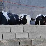 سه عدد گاو شیری که یک دانه آبستن است