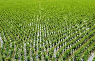 اجاره 6500 مترزمین کشاورزی برنج کاری روستای دهنو پاتپه