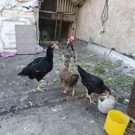 تعداد 3عدد مرغ ویک خروس لاری جوان به فروش میرسد.