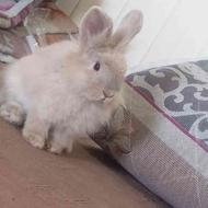 خرگوش لوپ اصیل ذات دار
