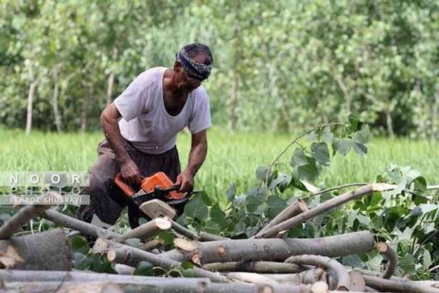 قطع درخت با اره موتوری و کاشت نهال در گروه خرید و فروش خدمات و کسب و کار در مازندران در شیپور-عکس1