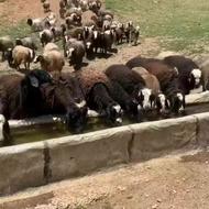 فروش گوسفند و دام پرواری با نازل ترین قیمت
