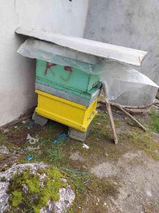 چند عدد کندو زنبور عسل در گروه خرید و فروش صنعتی، اداری و تجاری در مازندران در شیپور-عکس1