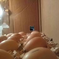 تخم مرغ نطفه دار گلپایگانی