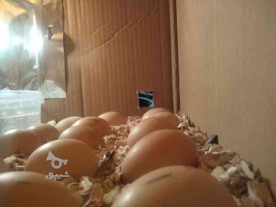 تخم مرغ نطفه دار گلپایگانی در گروه خرید و فروش خدمات و کسب و کار در تهران در شیپور-عکس1