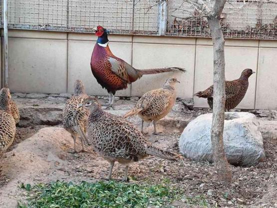 تخم پرنده جهت جوجه کشی در گروه خرید و فروش ورزش فرهنگ فراغت در آذربایجان غربی در شیپور-عکس1
