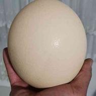 تخم شترمرغ خوراکی وزن حدود1/5