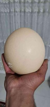 تخم شترمرغ خوراکی وزن حدود1/5 در گروه خرید و فروش خدمات و کسب و کار در خراسان رضوی در شیپور-عکس1