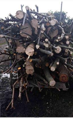 خرید چوب و قطع انواع درخت در گروه خرید و فروش خدمات و کسب و کار در مازندران در شیپور-عکس1
