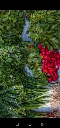 سبزی خوردن پاک شده در گروه خرید و فروش خدمات و کسب و کار در خراسان رضوی در شیپور-عکس1