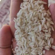 برنج کشت دوم فریدونکنار و نیم دانه