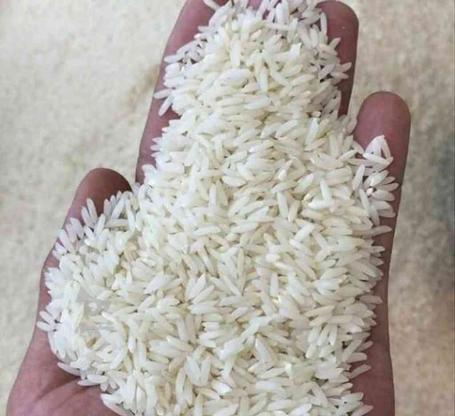 برنج سنگ طارم - 550 کیلو در گروه خرید و فروش خدمات و کسب و کار در مازندران در شیپور-عکس1