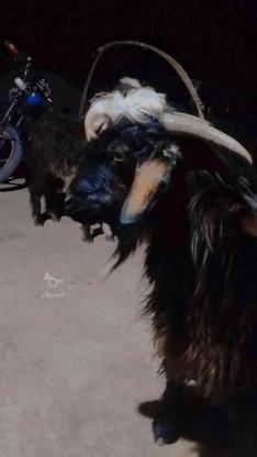 گوسفند چاق. تروشت در گروه خرید و فروش ورزش فرهنگ فراغت در سیستان و بلوچستان در شیپور-عکس1