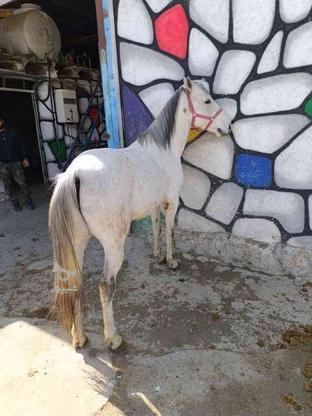 باشگاه سوارکاری و پرورش اسب کمند در گروه خرید و فروش خدمات و کسب و کار در لرستان در شیپور-عکس1
