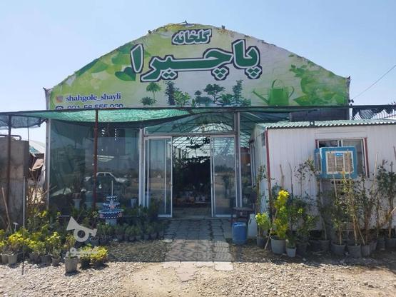 اجاره گلخانه پاچیرا در گروه خرید و فروش املاک در تهران در شیپور-عکس1