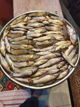 فروش ماهی رودخانه سیاه کولی وزردپر در گروه خرید و فروش خدمات و کسب و کار در گیلان در شیپور-عکس1