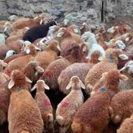 گوسفند زنده شبانه روزی در تهرانپارس غربی